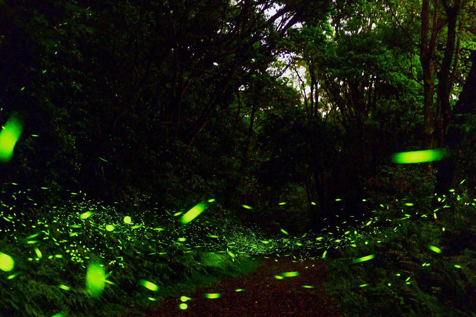 Fireflies and Nature Trail